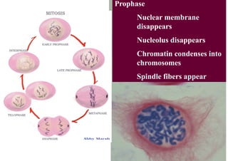 Prophase
     Nuclear membrane
     disappears
     Nucleolus disappears
     Chromatin condenses into
     chromosomes
     Spindle fibers appear
 