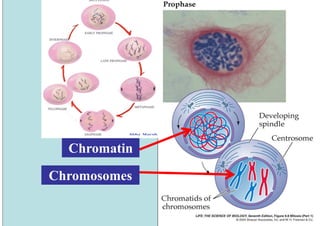 Chromatin

Chromosomes
 