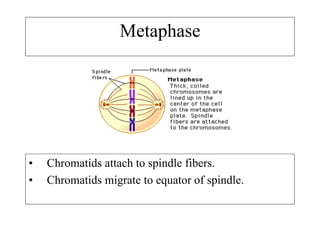 Metaphase




•   Chromatids attach to spindle fibers.
•   Chromatids migrate to equator of spindle.
 
