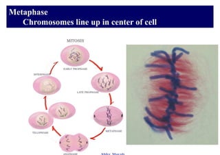 Metaphase
   Chromosomes line up in center of cell
 