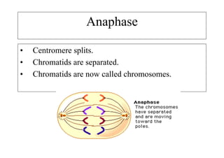 Anaphase

•   Centromere splits.
•   Chromatids are separated.
•   Chromatids are now called chromosomes.
 