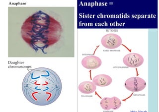 Anaphase =
Sister chromatids separate
from each other
 