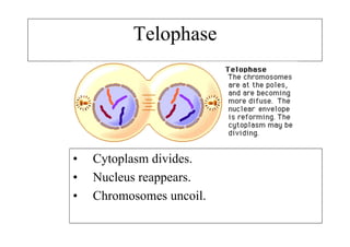 Telophase




•   Cytoplasm divides.
•   Nucleus reappears.
•   Chromosomes uncoil.
 
