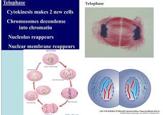 Telophase
 Cytokinesis makes 2 new cells
 Chromosomes decondense
     into chromatin
  Nucleolus reappears
  Nuclear membrane reappears
 