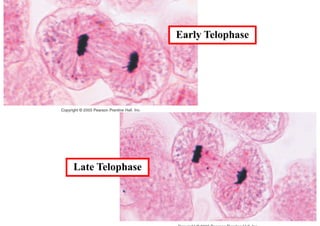 Early Telophase




Late Telophase
 
