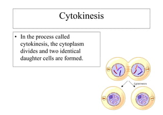 Cytokinesis

• In the process called
  cytokinesis, the cytoplasm
  divides and two identical
  daughter cells are formed.
 