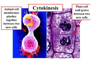 Plant cell
Animal cell   Cytokinesis    wall grows
membranes                   between two
  pinches                     new cells
  together
between two
 new cells
 