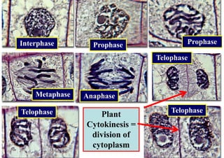 Interphase        Prophase              Prophase

                                Telophase



    Metaphase   Anaphase

Telophase                           Telophase
                   Plant
                Cytokinesis =
                 division of
                 cytoplasm
 