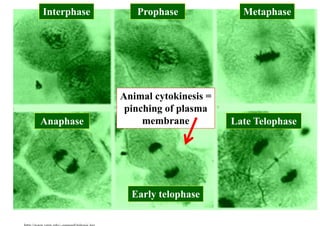 Interphase      Prophase              Metaphase




             Animal cytokinesis =
              pinching of plasma
Anaphase          membrane          Late Telophase




               Early telophase
 
