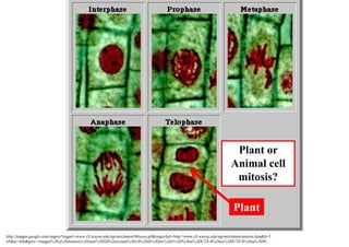 Plant or
Animal cell
 mitosis?

Plant
 