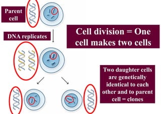 Parent
 cell

DNA replicates
                 Cell division = One
                 cell makes two cells

                        Two daughter cells
                          are genetically
                         identical to each
                        other and to parent
                           cell = clones
 