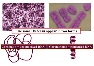 The same DNA can appear in two forms



Chromatin = uncondensed DNA   Chromosome = condensed DNA
 