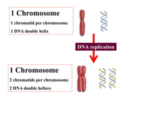 1 Chromosome
1 chromatid per chromosome
1 DNA double helix


                              DNA replication



1 Chromosome
2 chromatids per chromosome
2 DNA double helices
 