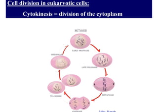 Cell division in eukaryotic cells:
      Cytokinesis = division of the cytoplasm
 