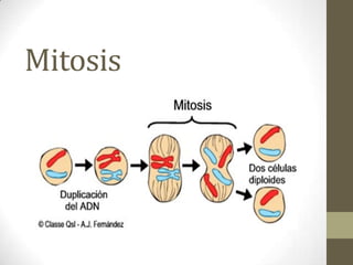 Mitosis
 