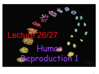 Lecture 26/27
Human
Reproduction 1
1
 