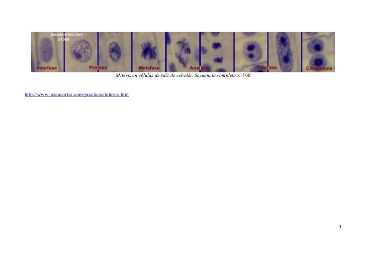 Mitosis en células de raíz de cebolla