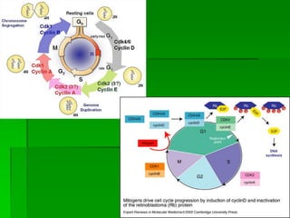 Mitosis final | PPTX