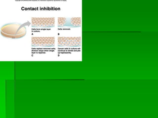 Mitosis final | PPTX