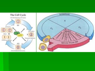 Mitosis final | PPTX