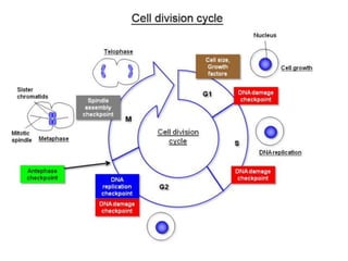 Mitosis final | PPTX