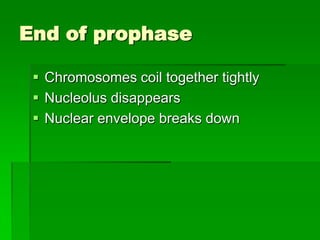 Mitosis final | PPTX