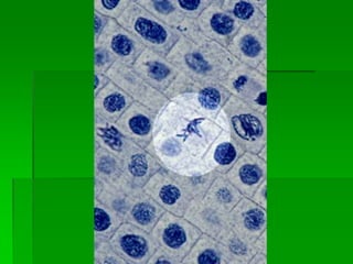 Mitosis final | PPTX