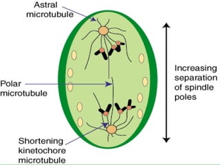 Mitosis final | PPTX