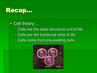 Mitosis final | PPTX