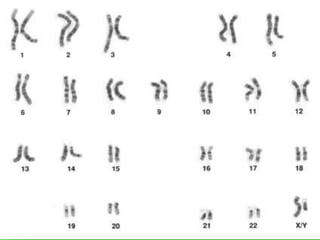 Mitosis final | PPTX