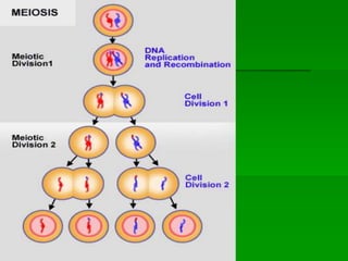 Mitosis final | PPTX