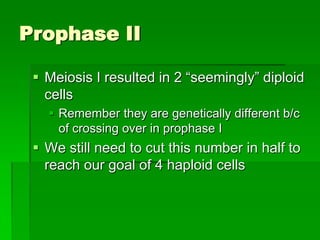 Mitosis final | PPTX