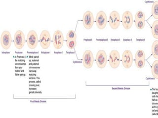Mitosis final | PPTX