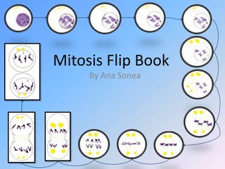 Mitosis Flip Book By Ana Sonea 