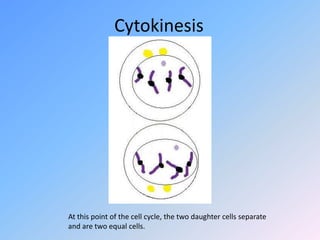 CytokinesisAt this point of the cell cycle, the two daughter cells separate and are two equal cells.