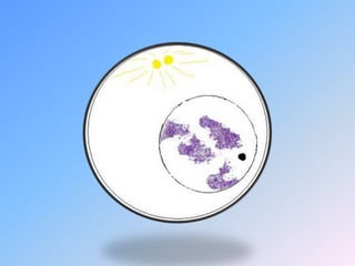 mitosis activity flip book doc novak sado mitosis activity flip book doc novak sado