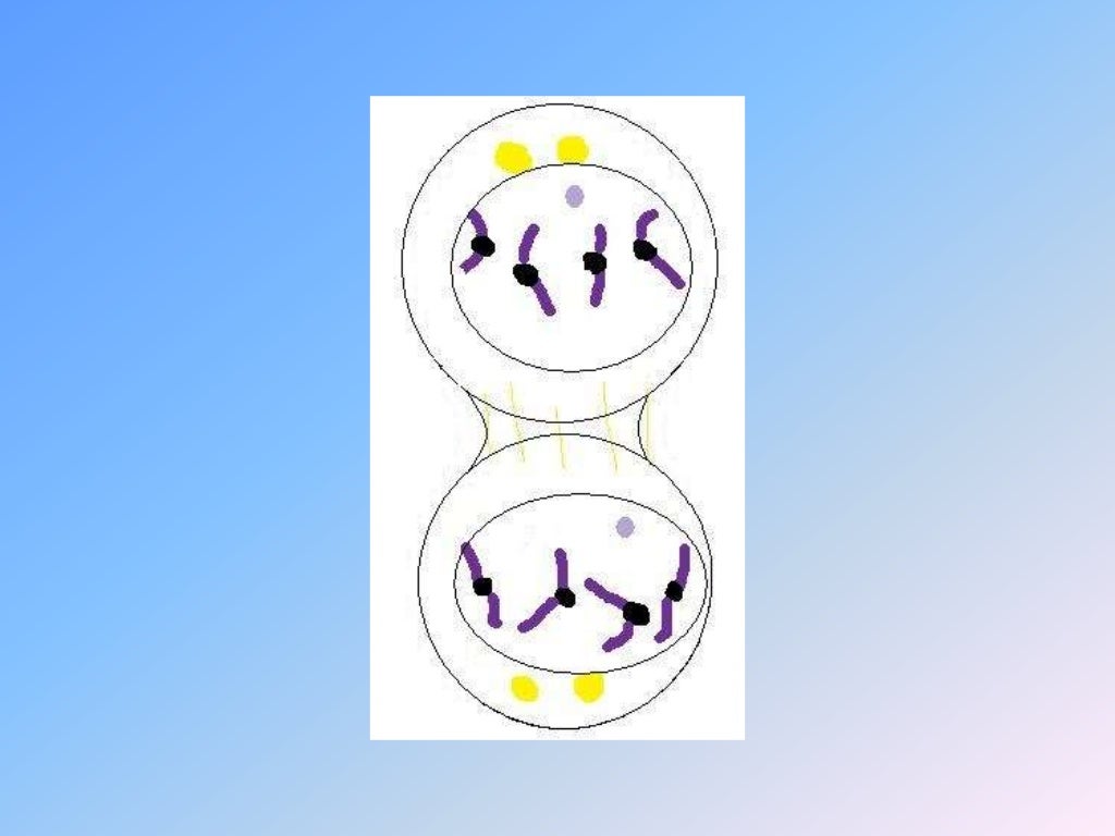 mitosis flip book drawings mitosis flip book drawings