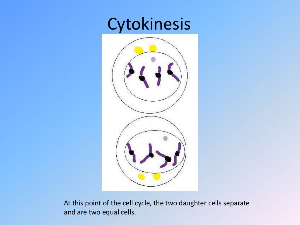 mitosis flip book example mitosis flip book example