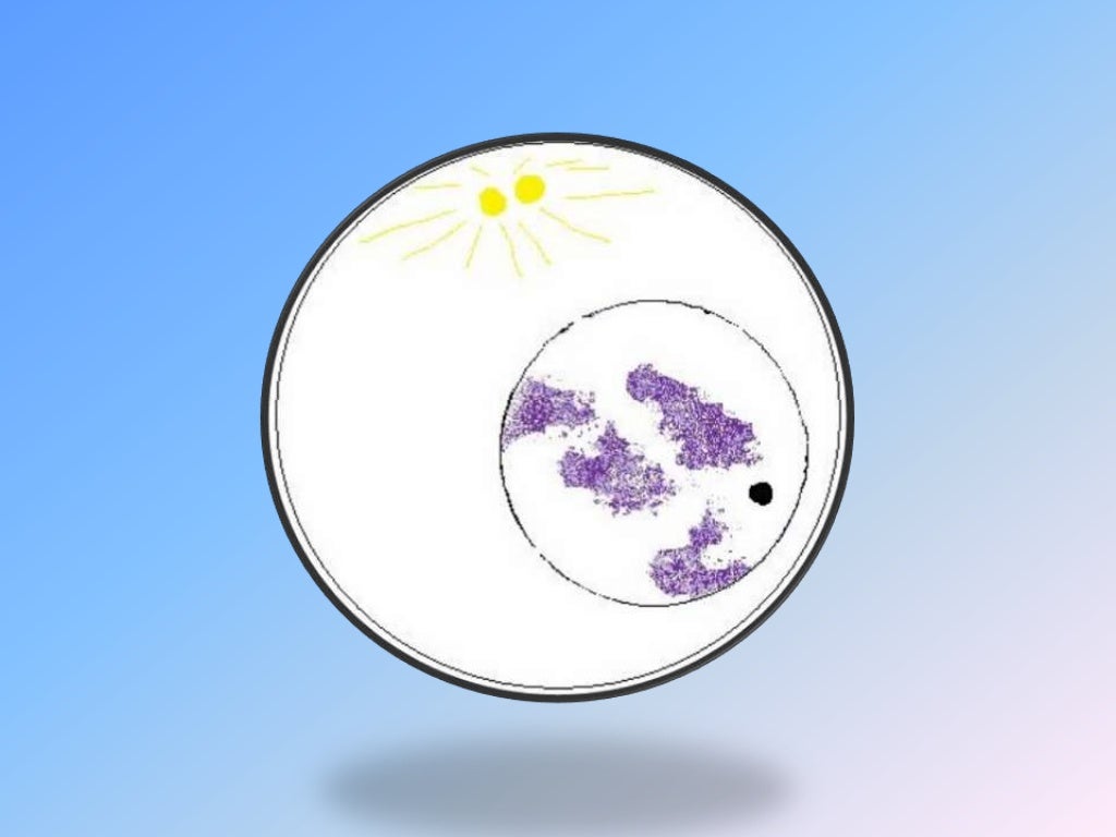 Mitosis flip book diagram masters answer key - mumuno