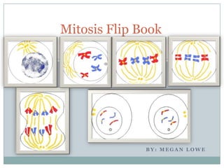 Mitosis Flip Book By: Megan lowe 