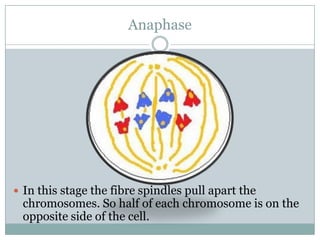 AnaphaseIn this stage the fibre spindles pull apart the chromosomes. So half of each chromosome is on the opposite side of the cell.