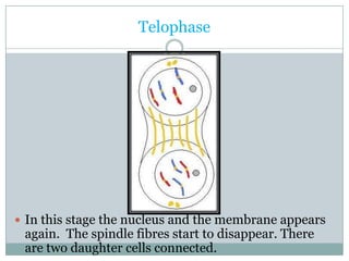 TelophaseIn this stage the nucleus and the membrane appears again.  The spindle fibres start to disappear. There are two daughter cells connected.