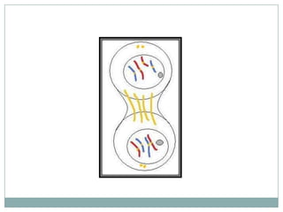 Mitosis Flip Book | PPT