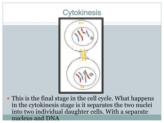 CytokinesisThis is the final stage in the cell cycle. What happens in the cytokinesis stage is it separates the two nuclei into two individual daughter cells. With a separate nucleus and DNA