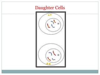 Daughter Cells