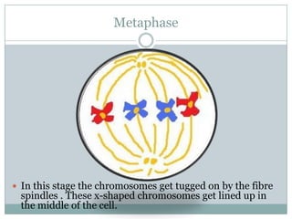 MetaphaseIn this stage the chromosomes get tugged on by the fibre spindles . These x-shaped chromosomes get lined up in the middle of the cell.