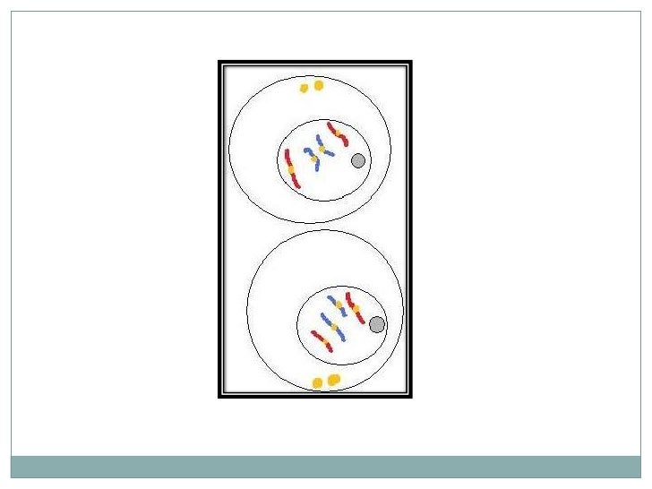 mitosis flip book telophase mitosis flip book telophase