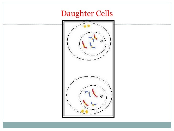 mitosis cell cycle flip book mitosis cell cycle flip book