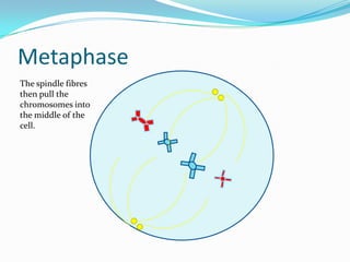 MetaphaseThe spindle fibres then pull the chromosomes into the middle of the cell.