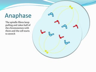 Anaphase The spindle fibres keep pulling and takes half of the chromosomes with them and the cell starts to stretch